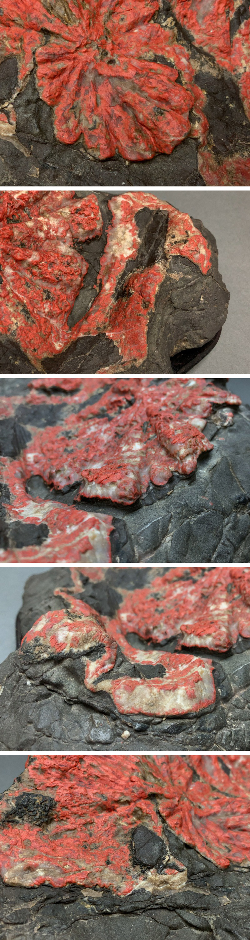 g044 菊花石 台座付 重量約5.7kg 鑑賞石/天然石/飾り石/サバ菊【白蓮】07